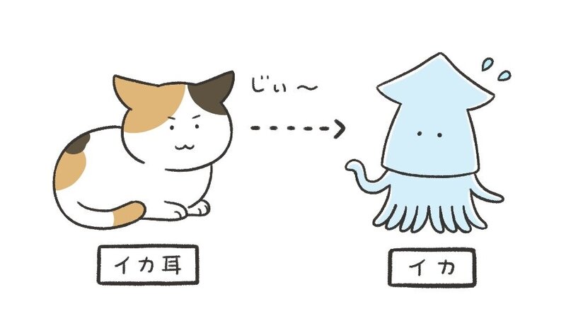 イカ耳.jpg