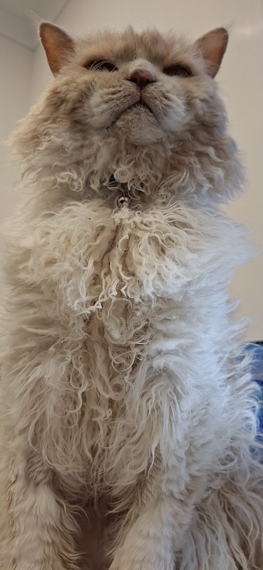 2026-02-25 at 4.40.21 PM.jpg